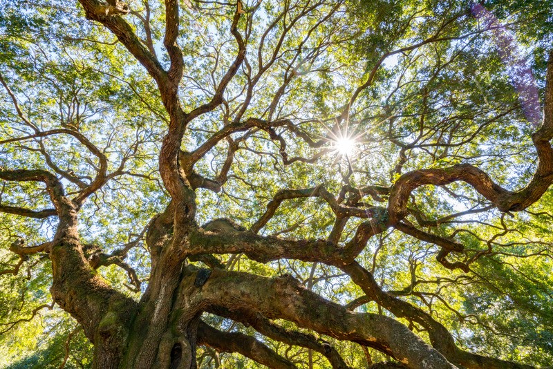 Benefits of Live Oak Trees in Tarpon Springs, FL