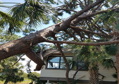 Tree Removal Dunedin FL