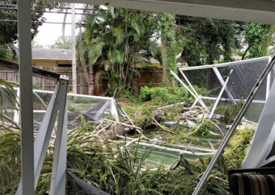 Tree Removal Palm Harbor FL