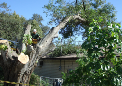 Tree Services Oldsmar FL