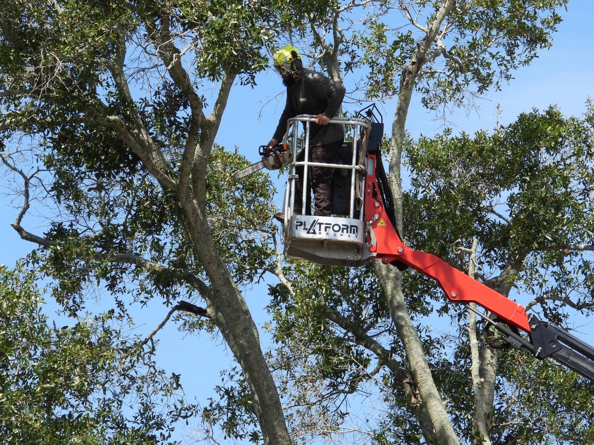 Professional Tree Care with Ken's Tree Service