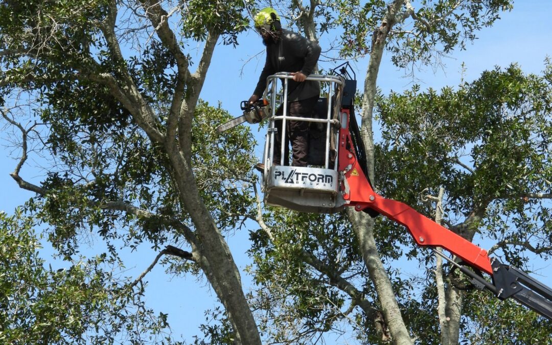 The Benefits of Professional Tree Care: Why DIY Tree Maintenance Can Be Risky