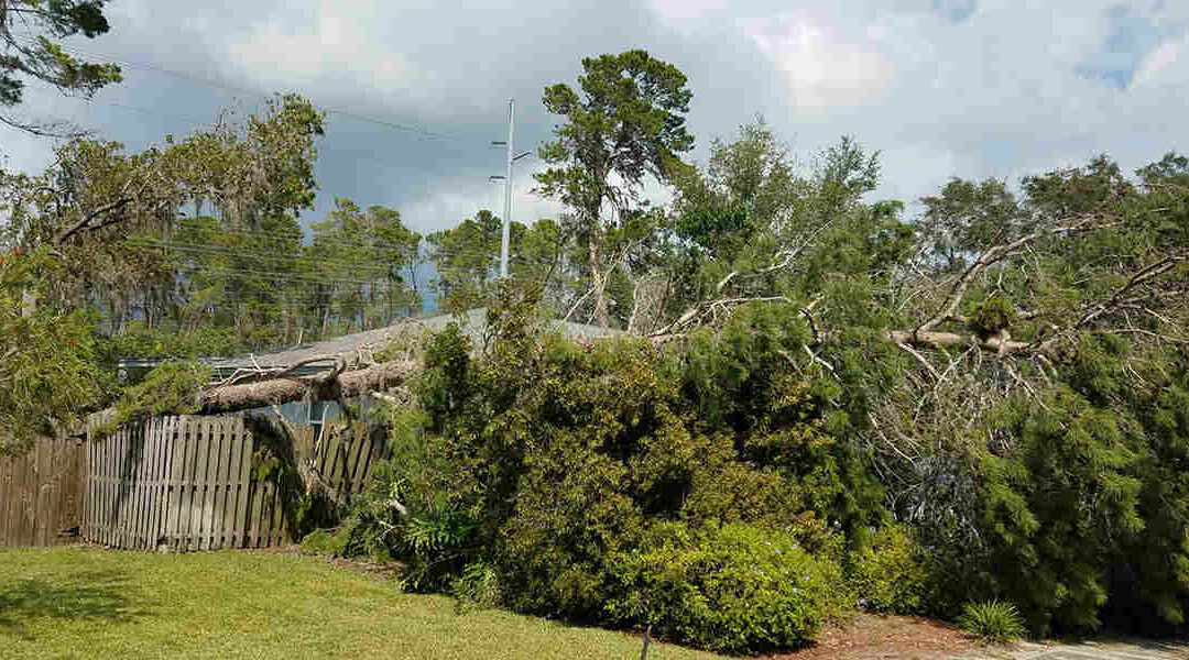 Can a Partially Uprooted Tree Be Saved?