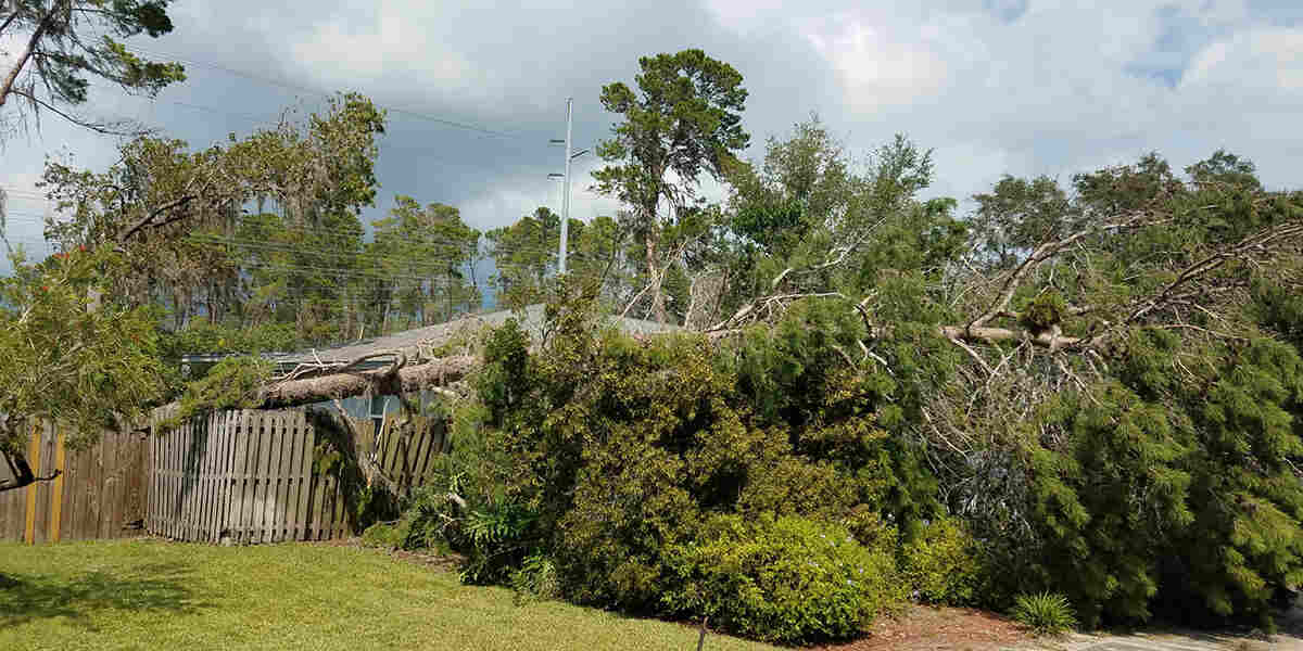 can a partially uprooted tree be saved