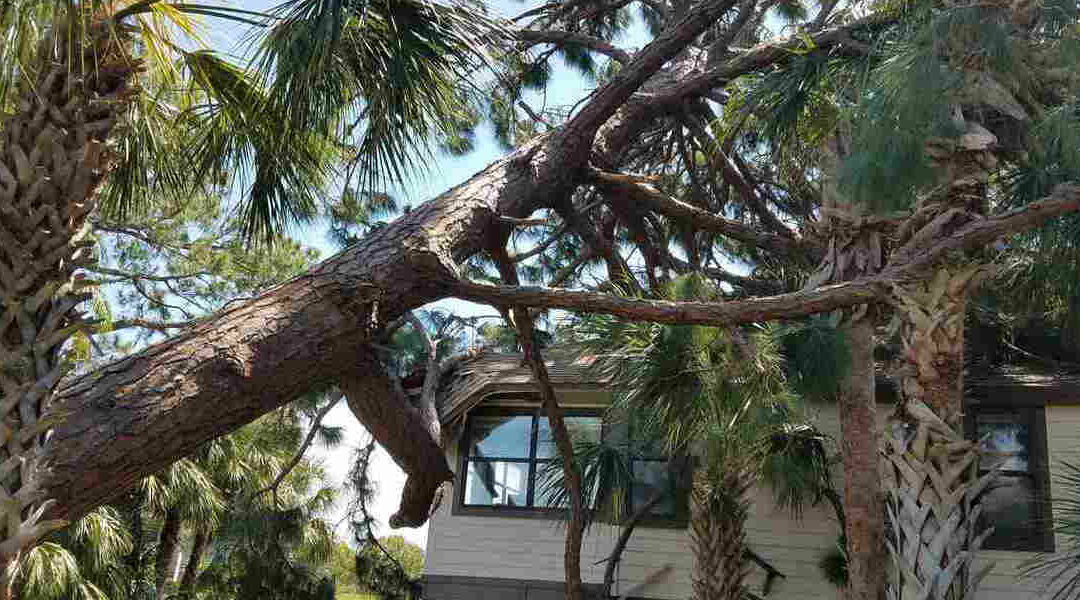 Can a Tree Survive a Split Trunk?  