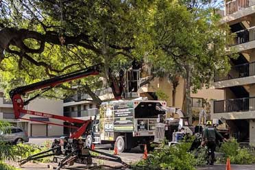 commercial-tree-services