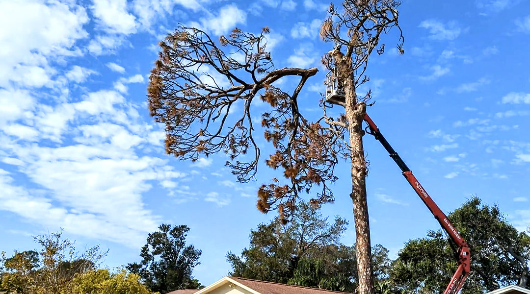 Do You Need a Permit to Cut Down a Tree in Florida?