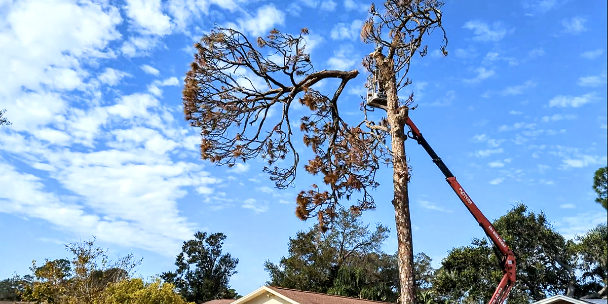 Do You Need A Permit To Cut Down A Tree In Florida 