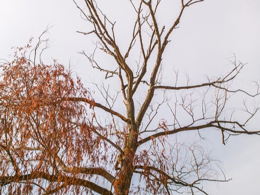 How Do You Know When It’s Time to Remove a Tree?