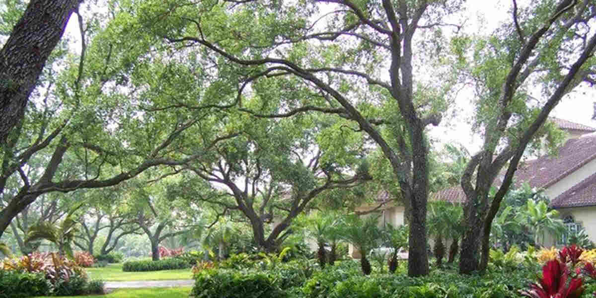 native florida trees