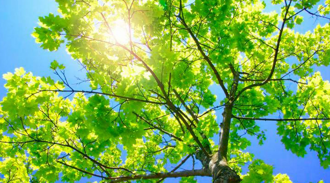 What Are the Essential Nutrients for Trees to Grow?